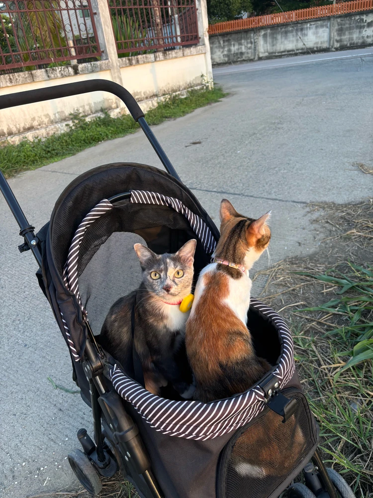 Image uploaded by Patโก