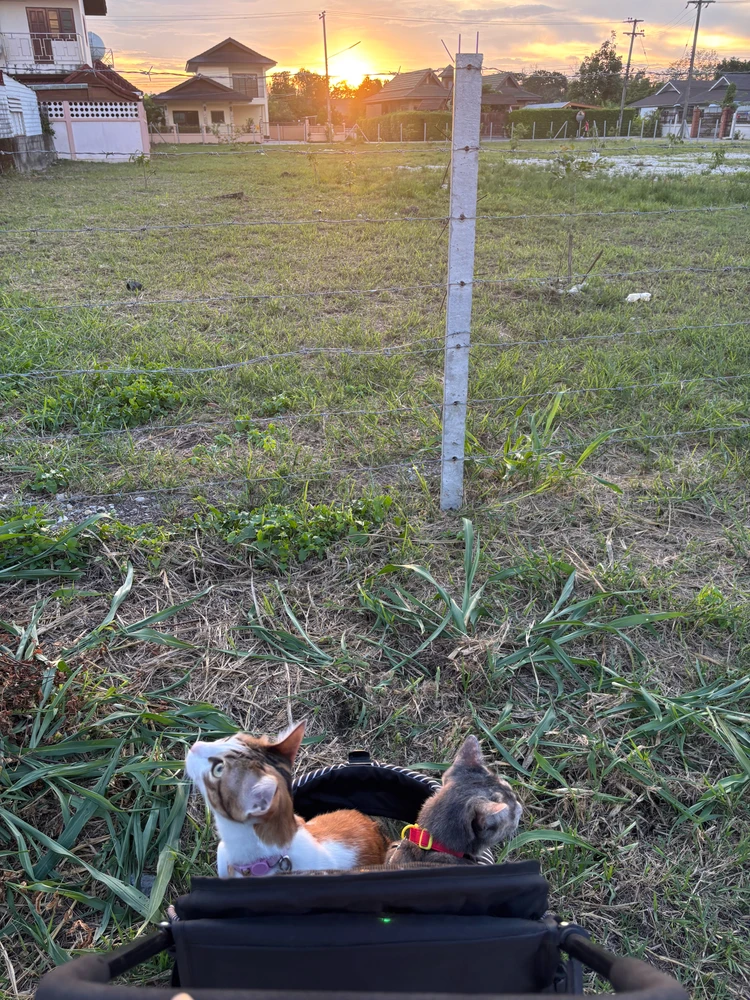 Image uploaded by Patโก