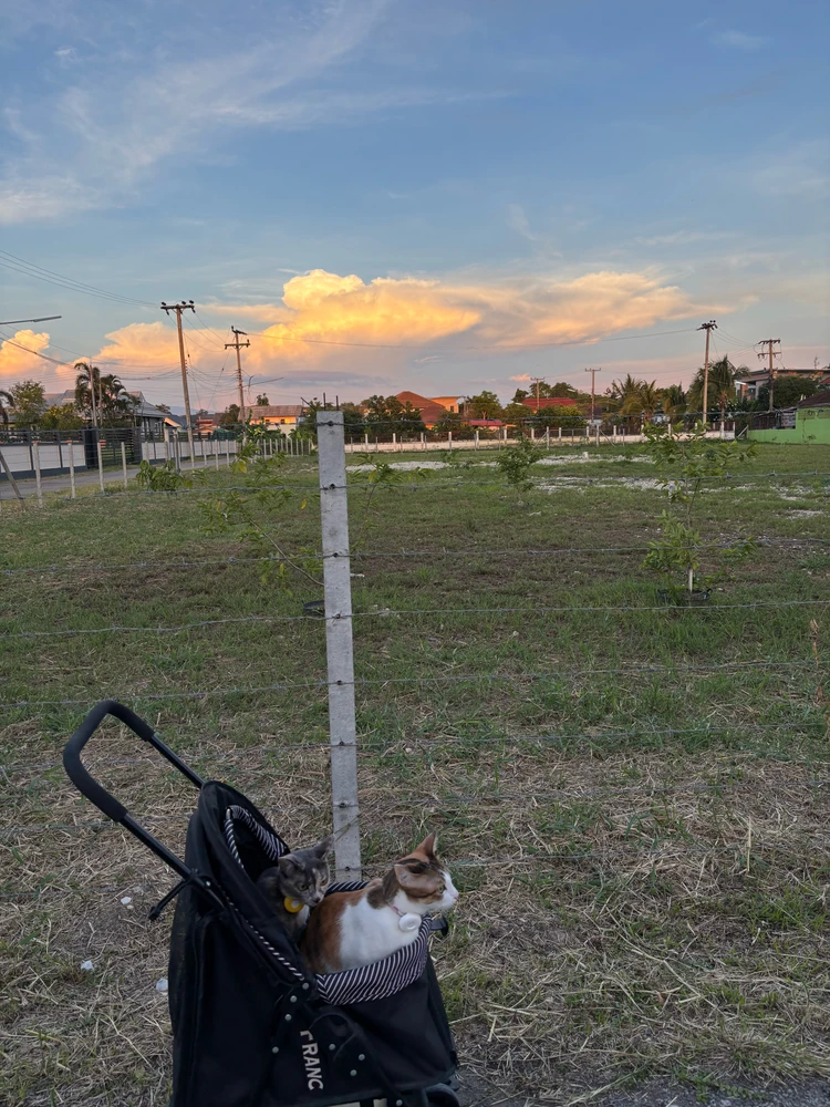 Image uploaded by Patโก