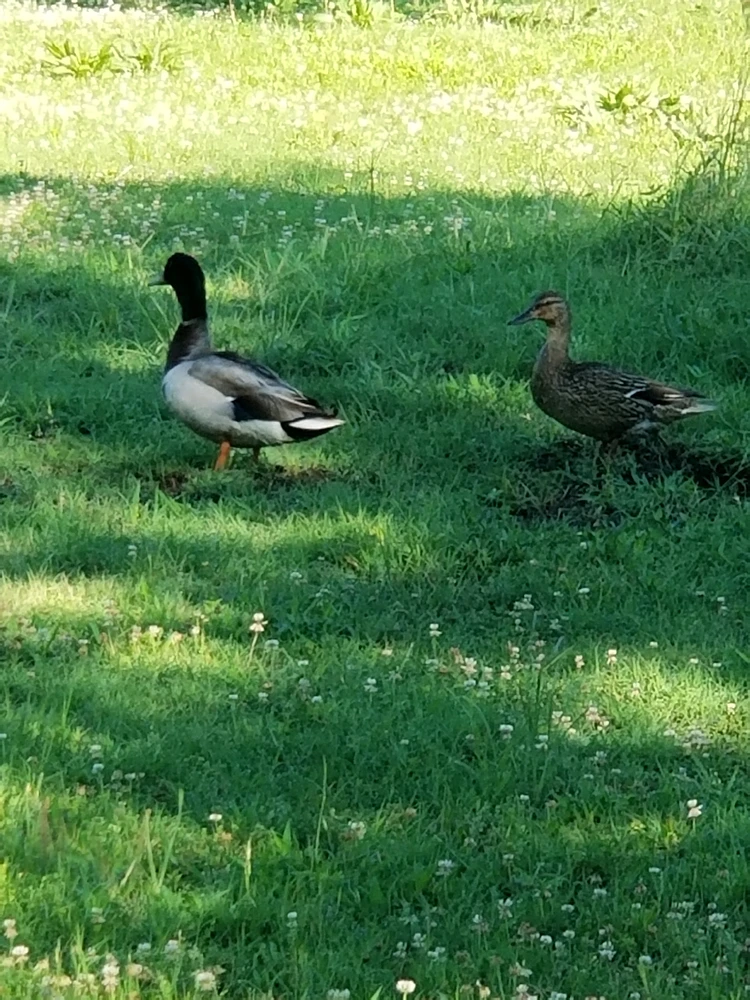 GIF uploaded by Pork