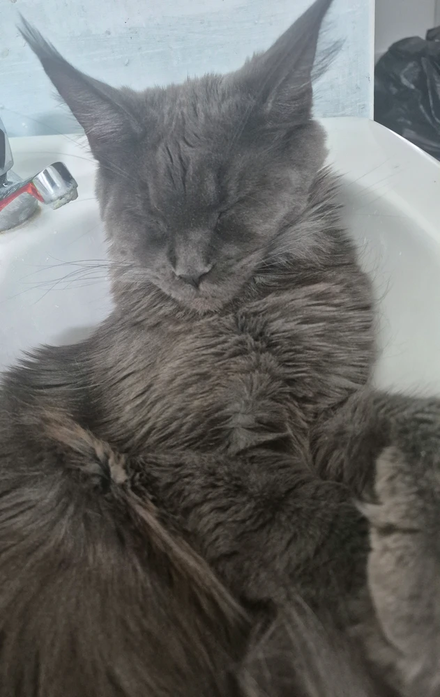 GIF uploaded by Reece
