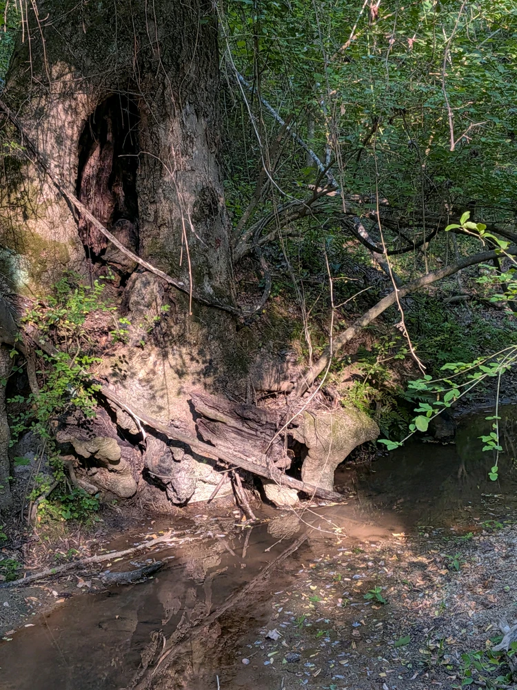 Image uploaded by Jackson
