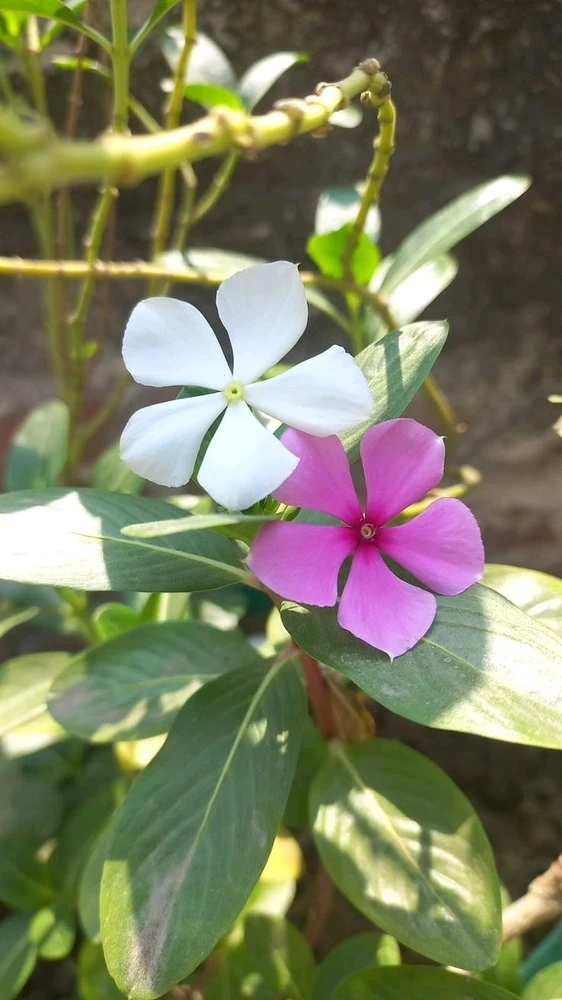 Neal Chaudhary द्वारा अपलोड किया गया GIF