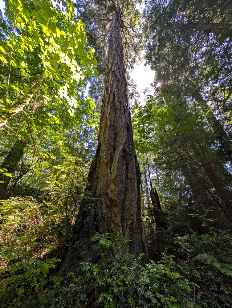 Just a cool tree