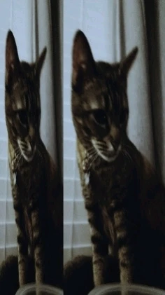 GIF uploaded by Maddox