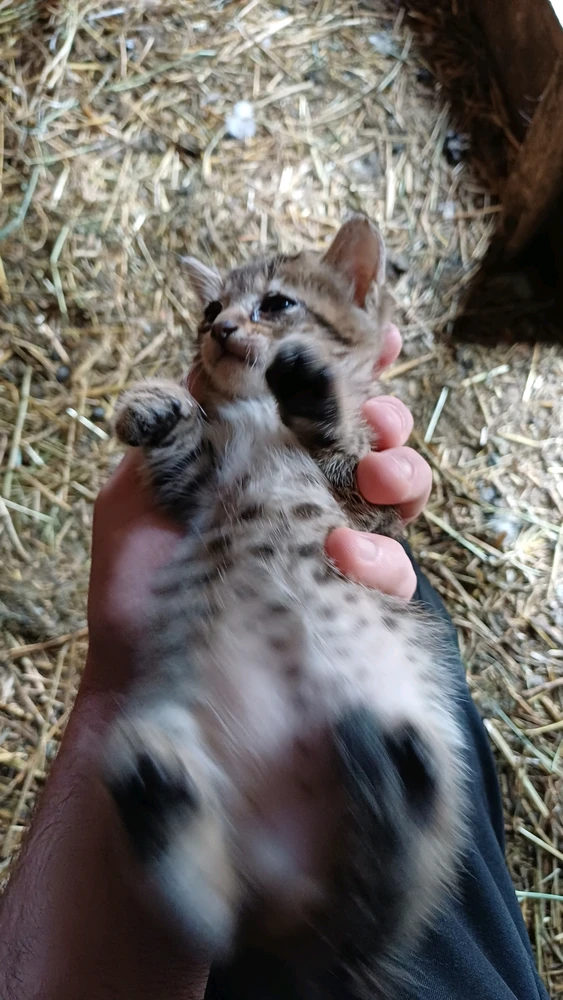 Image uploaded by Costi