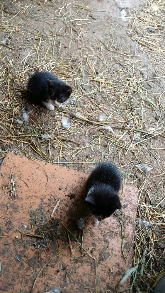 Image uploaded by Costi