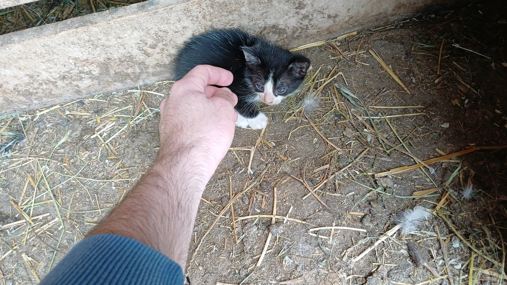 Image uploaded by Costi