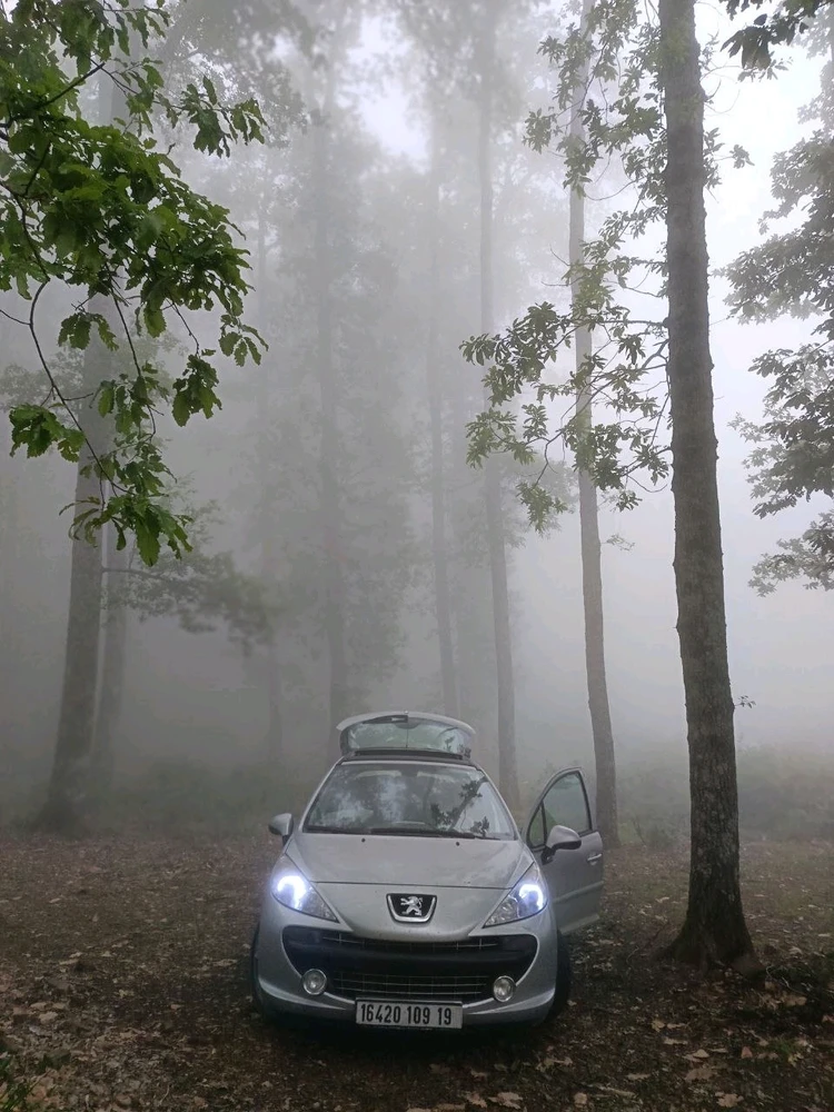 Image uploaded by Badis vadici