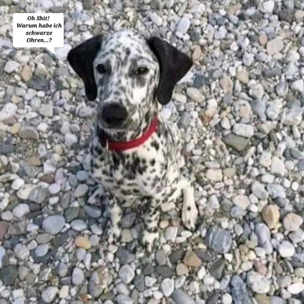 GIF hochgeladen von Sven