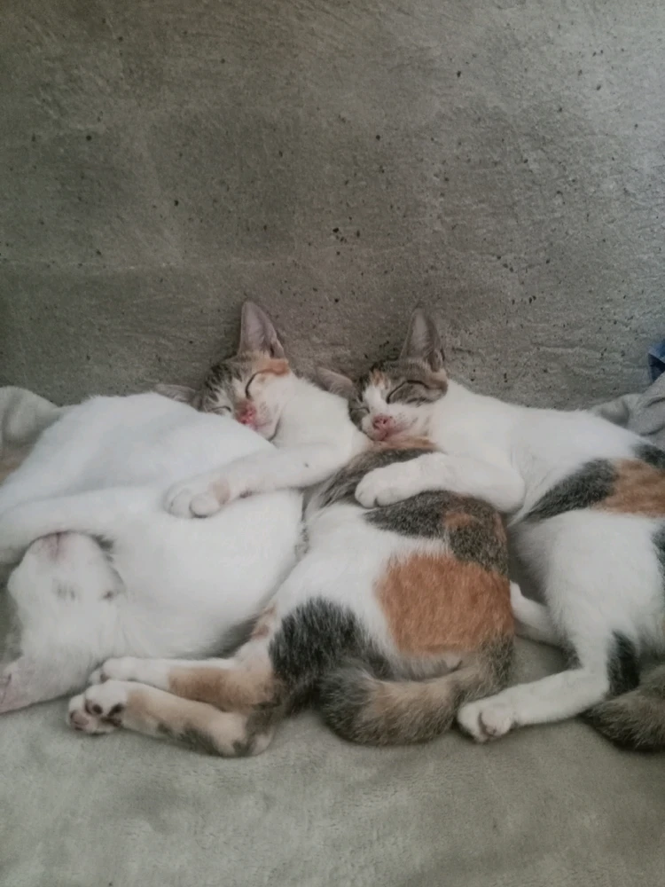 GIF uploaded by Yumi