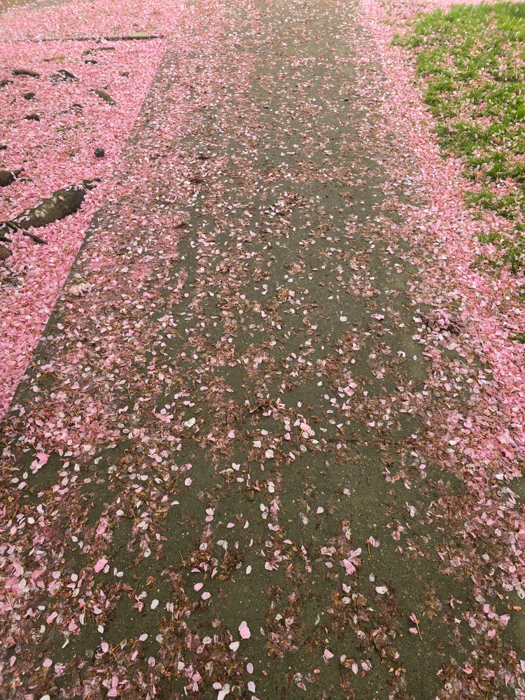 Image uploaded by 《🌹.::Lenöré::.🌹》
