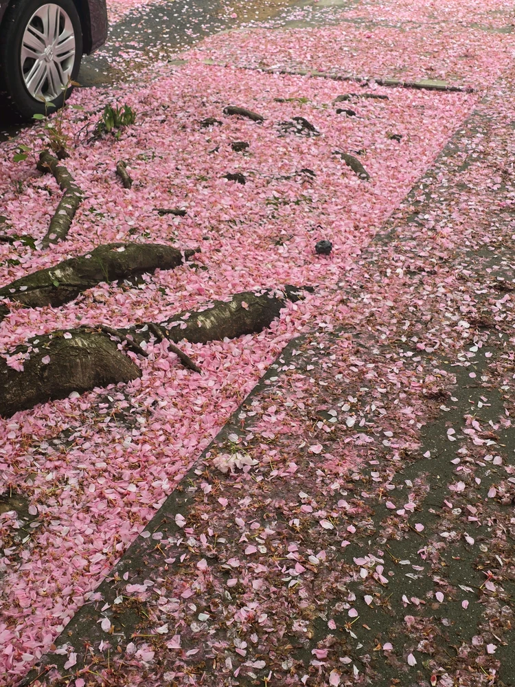 Image uploaded by 《🌹.::Lenöré::.🌹》
