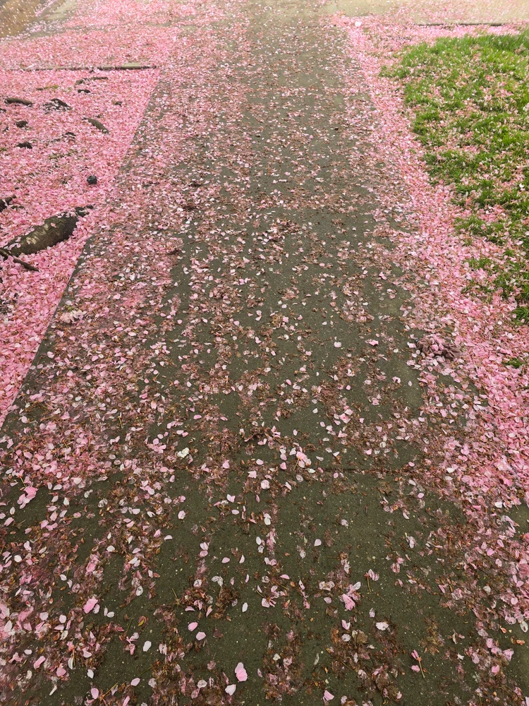 Image uploaded by 《🌹.::Lenöré::.🌹》