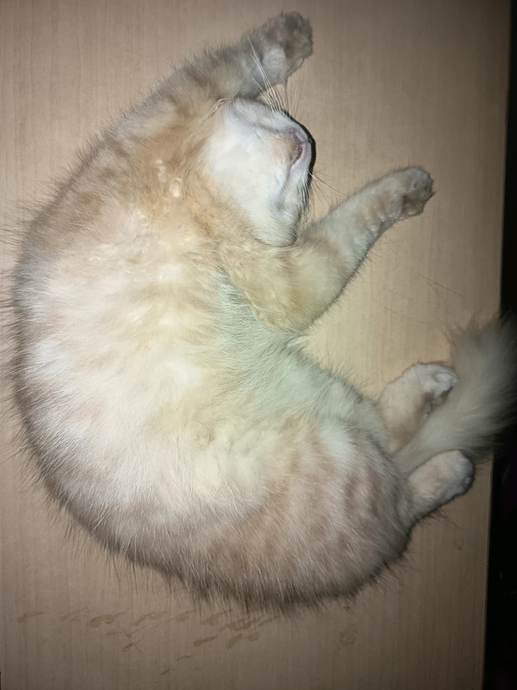 Gambar diunggah ku Aira