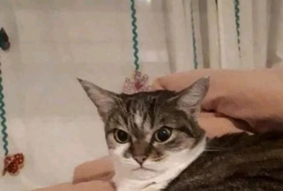 GIF uploaded by Phoebe