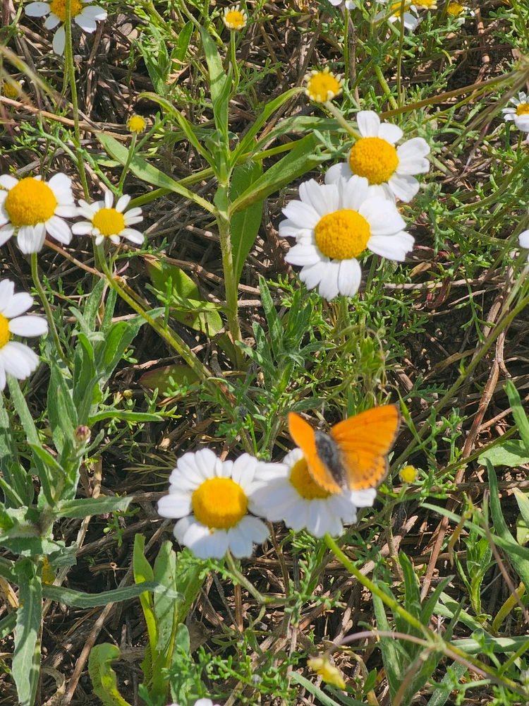 Image uploaded by Murat