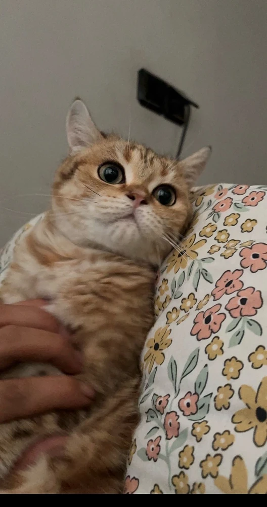 ÇAĞATAY tarafından yüklenen GIF