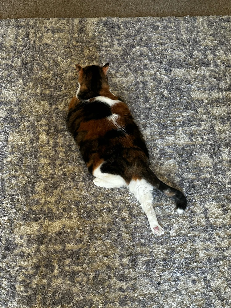 GIF uploaded by Cheyanne