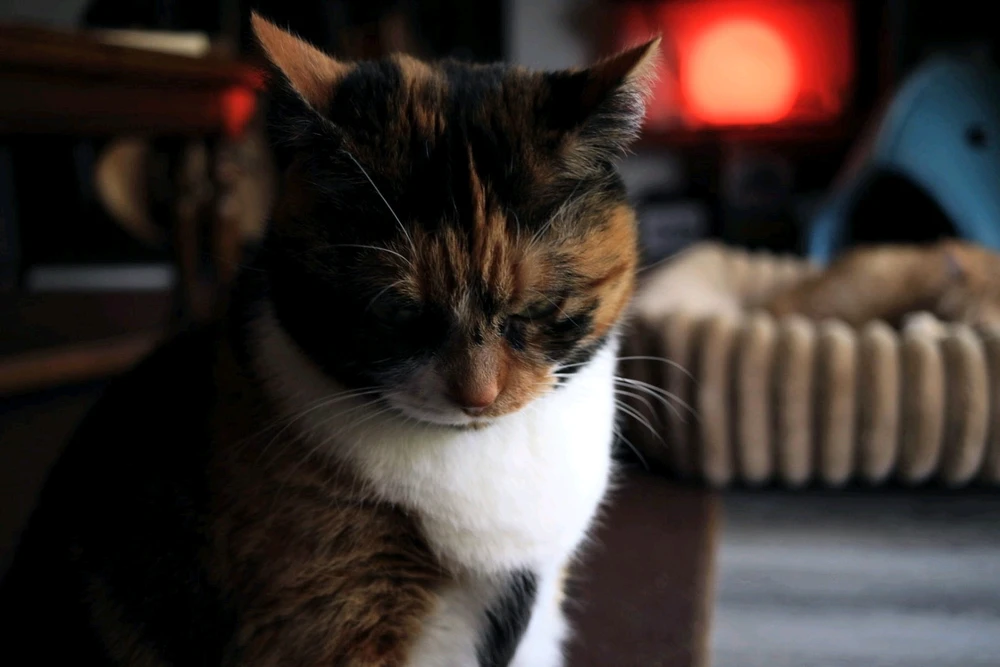 GIF uploaded by Connor