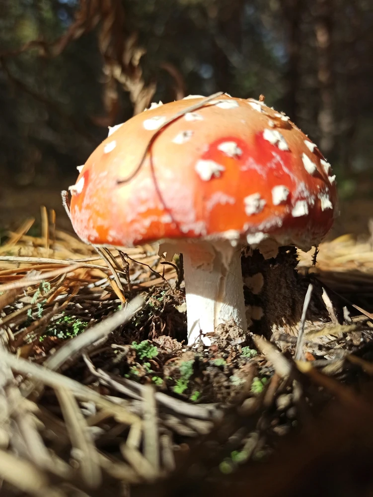 Image uploaded by Murat