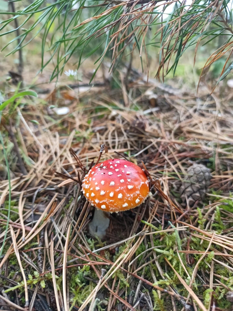 Image uploaded by Murat