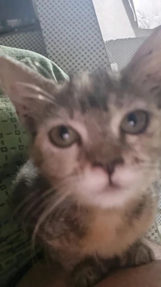 GIF enviado por Félix eclesiastes
