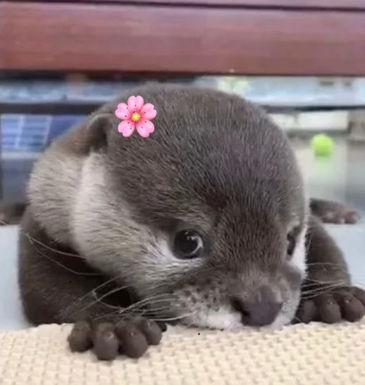 GIF hochgeladen von Alice