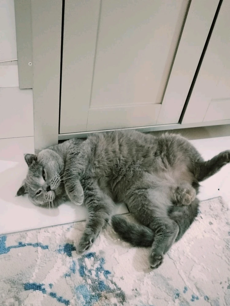 GIF uploaded by Samantha