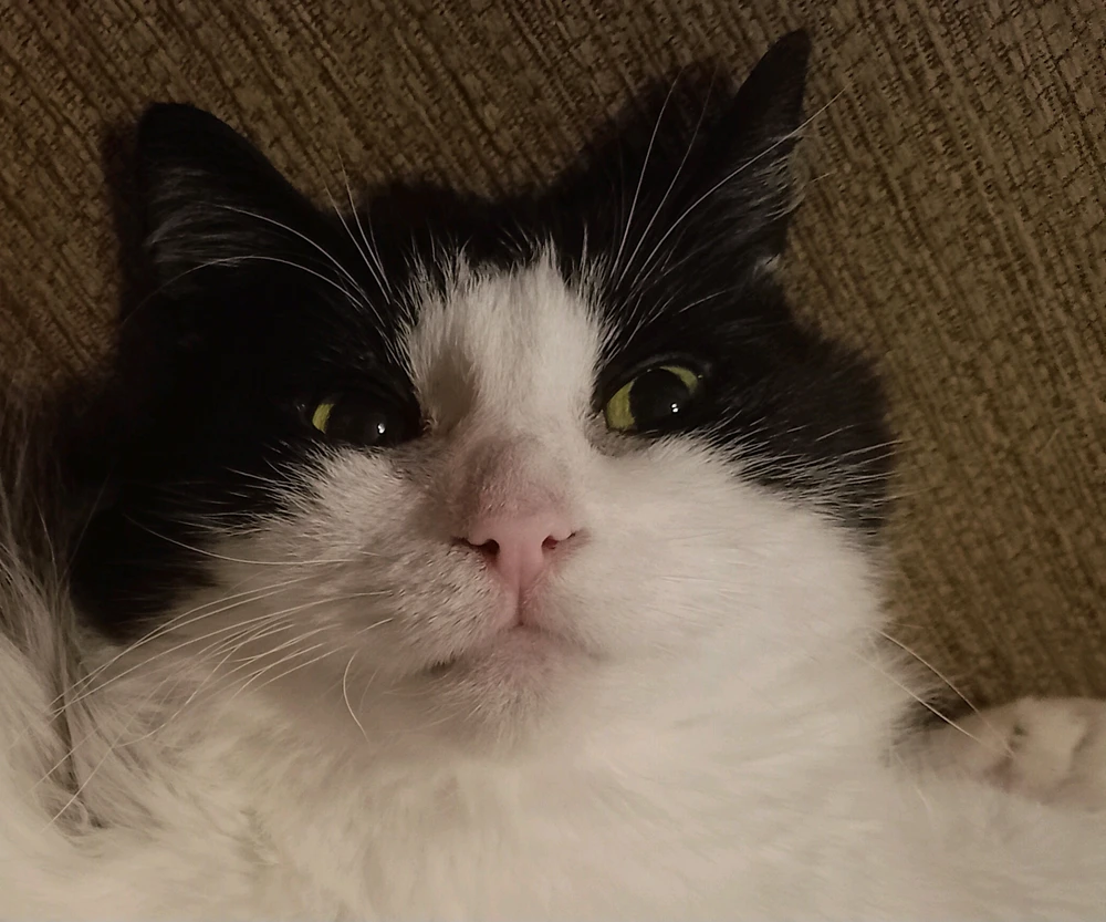 GIF uploaded by Saff