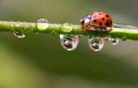 Image uploaded by RAIN  ANNA