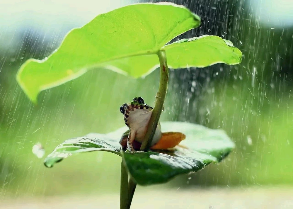Image uploaded by RAIN  ANNA