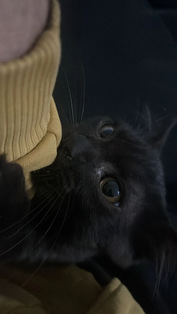 GIF uploaded by Mias