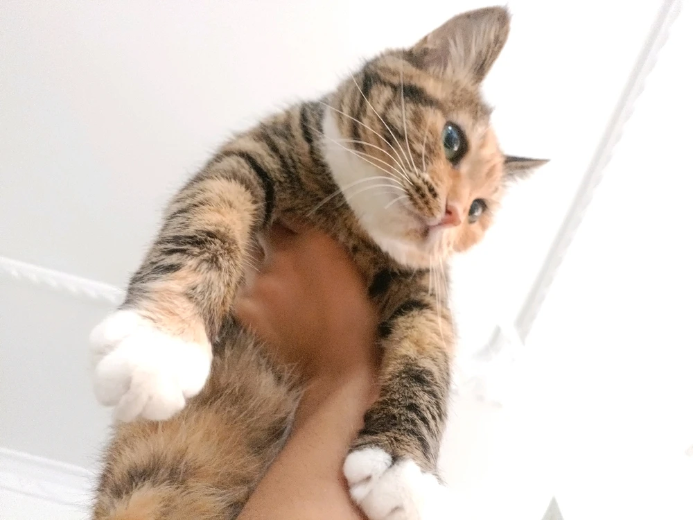 Image uploaded by guo