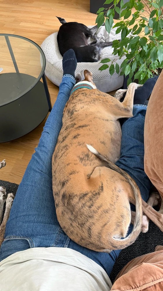 GIF hochgeladen von Matthias