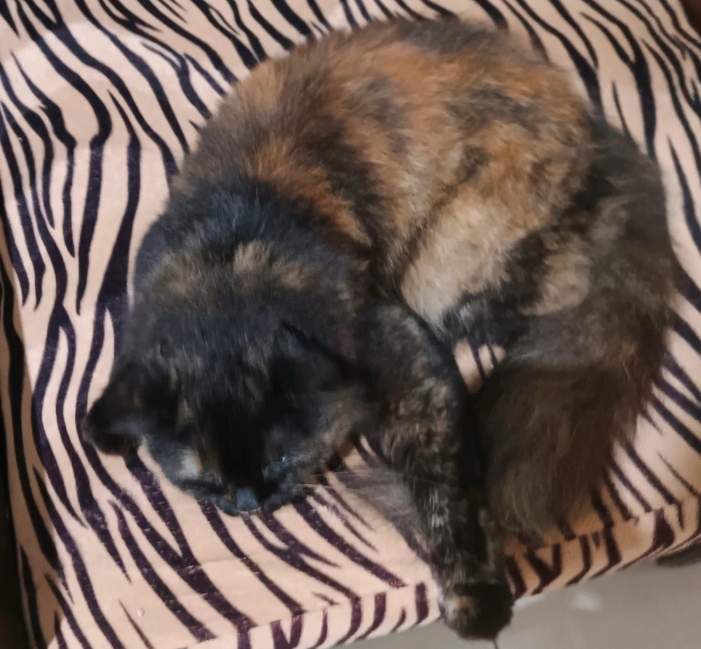 GIF uploaded by Chica