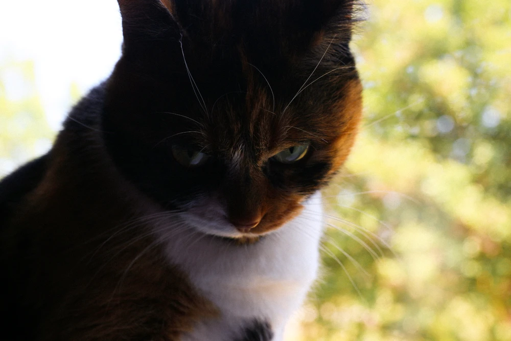 GIF uploaded by Connor