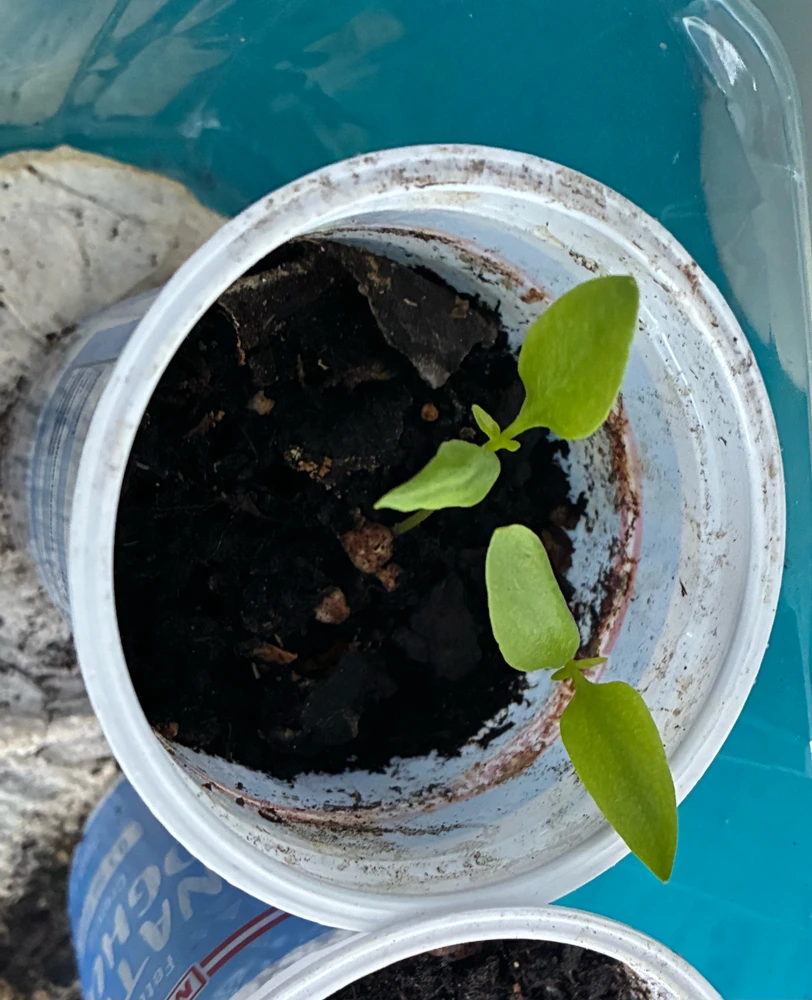 Image uploaded by ms Mia