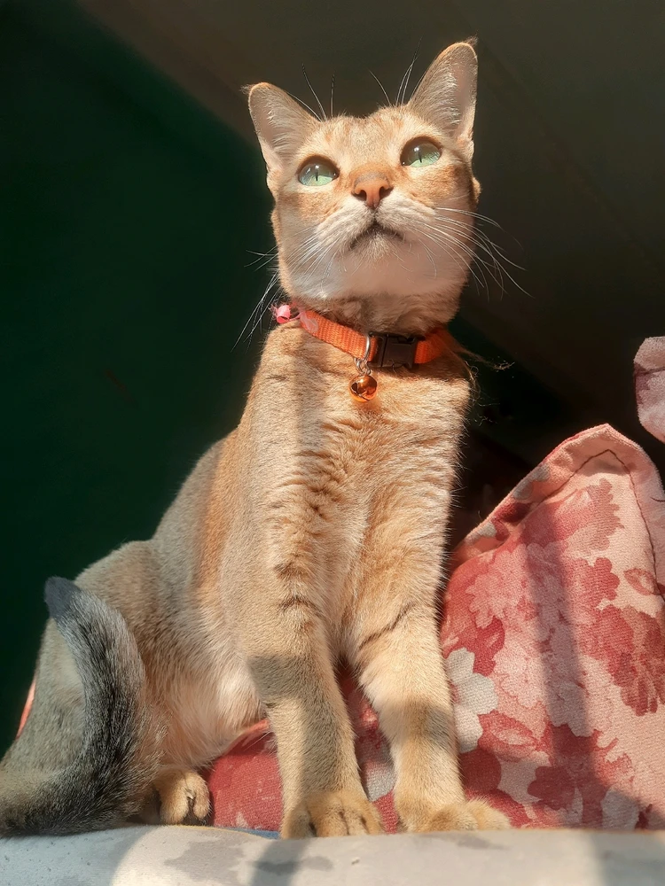 GIF uploaded by Banasree