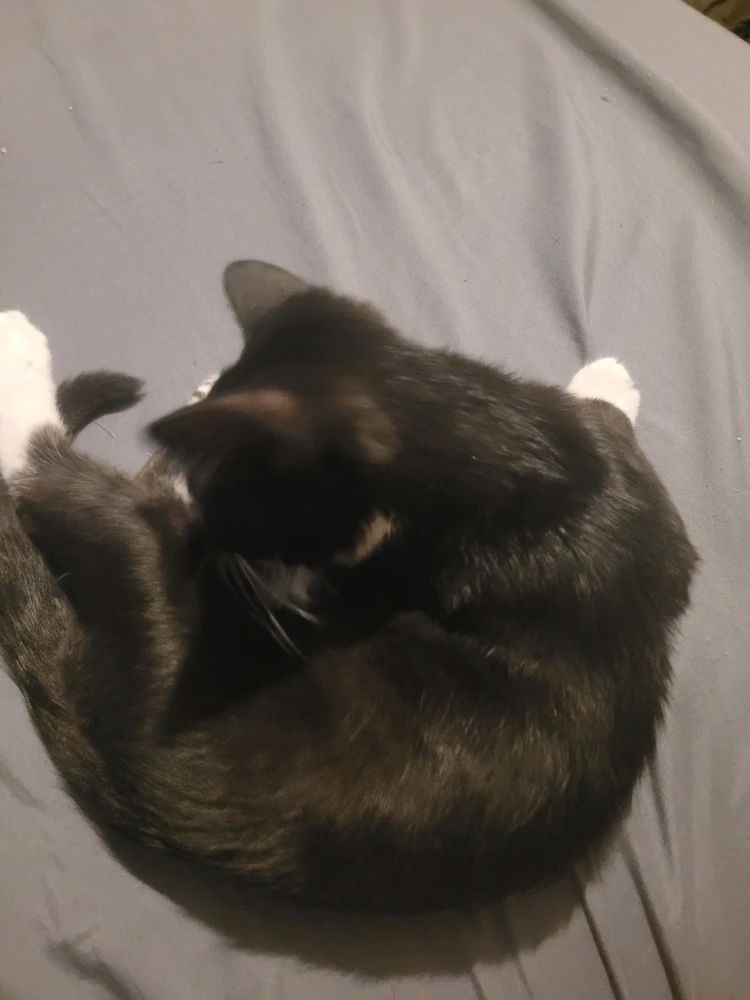 GIF uploaded by Bubba
