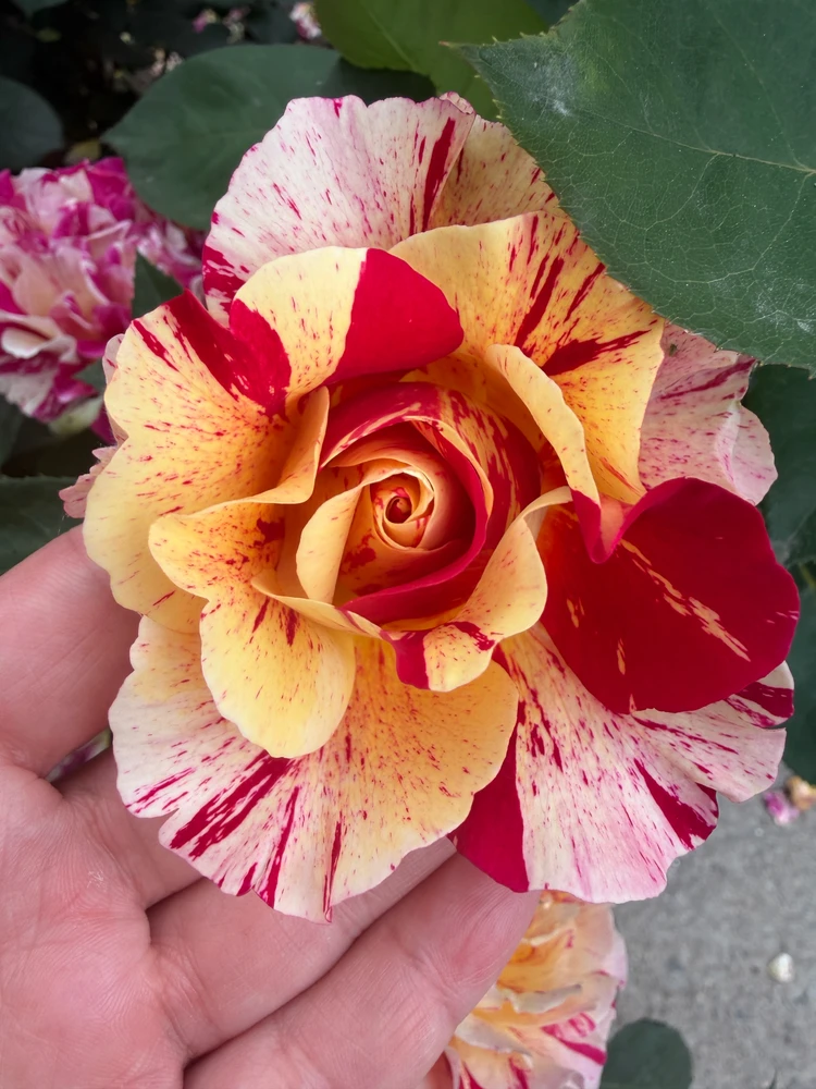 GIF uploaded by Alexandra