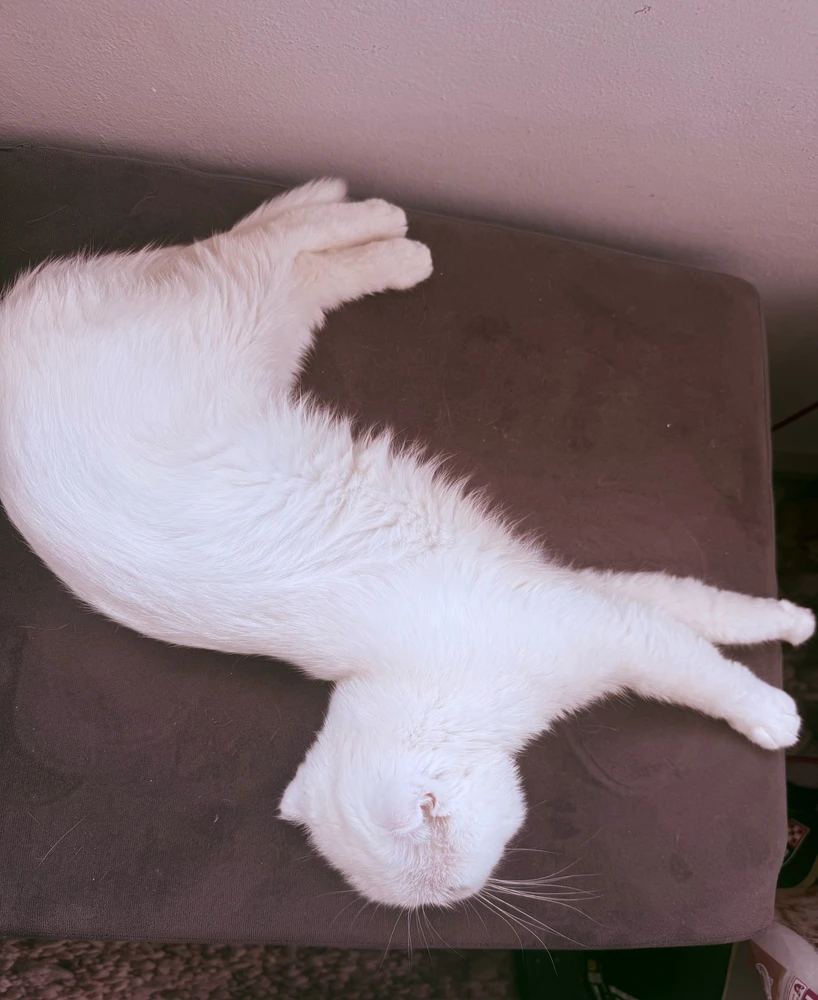 Ema tarafından yüklenen GIF