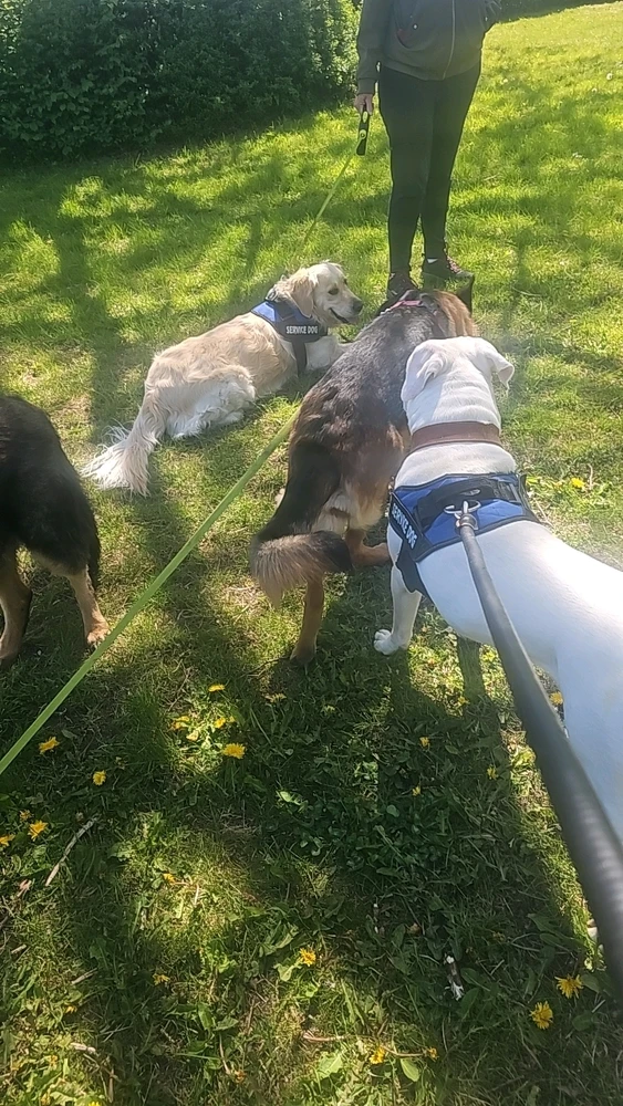 Hunde vennerne 😊❤️