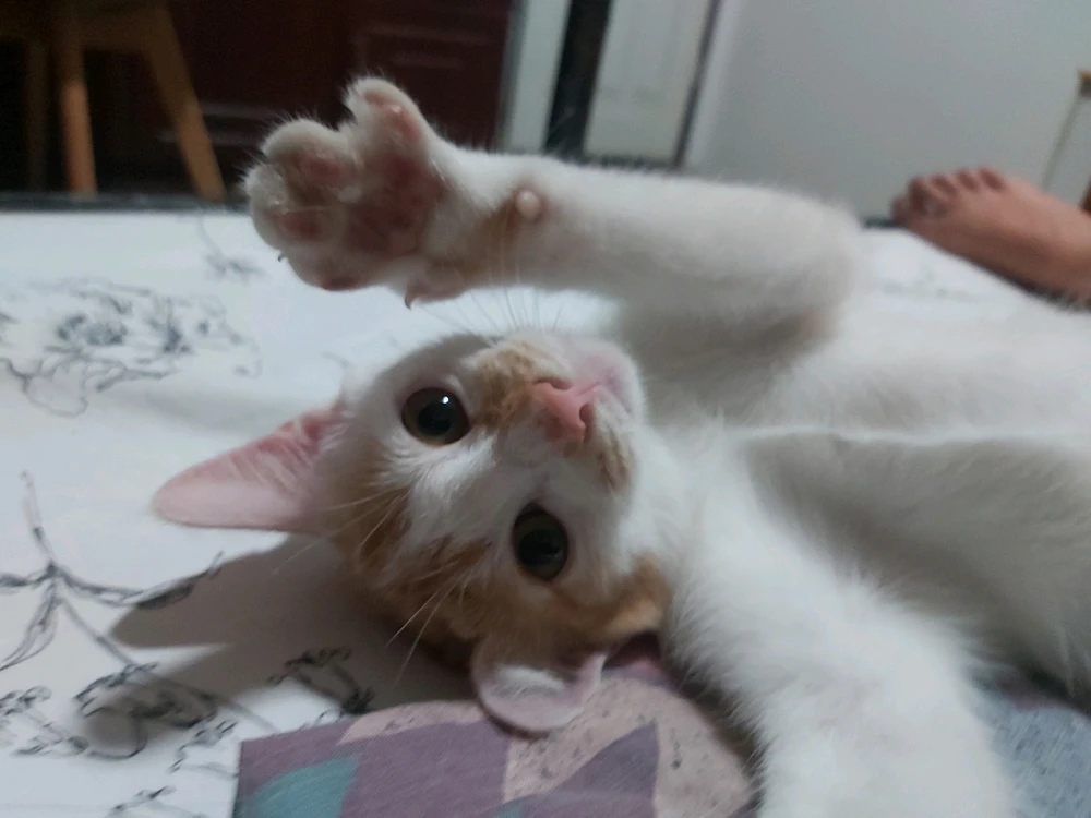 GIF uploaded by Nice