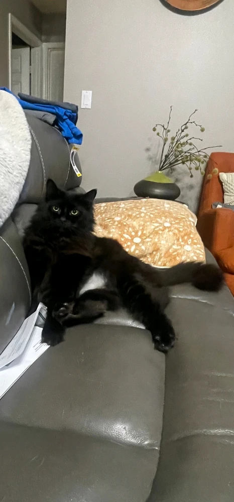GIF uploaded by Chad