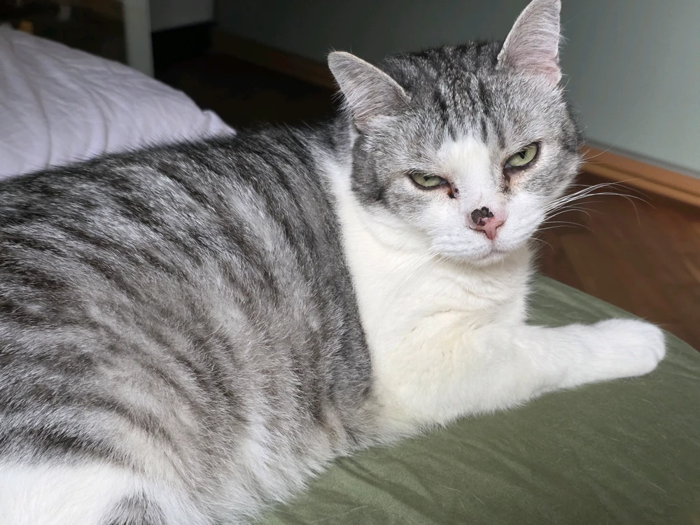 Gatonzo