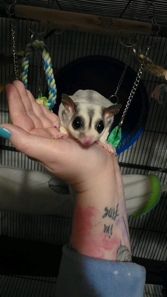 Noa