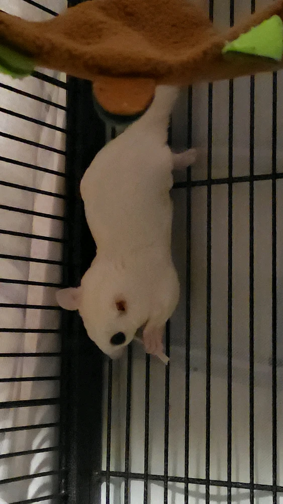 Mia