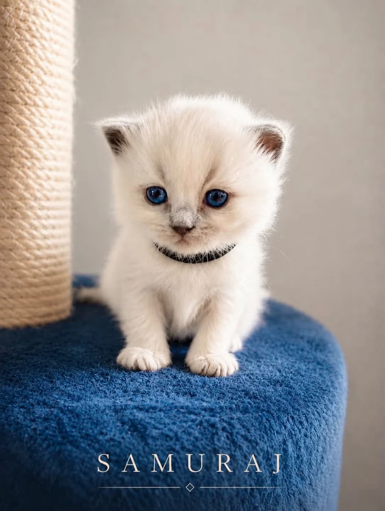 GIF uploaded by Mohamad