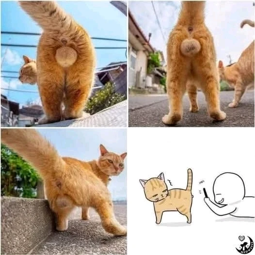 GIF uploaded by Pho Qing Mei Taji 🤣